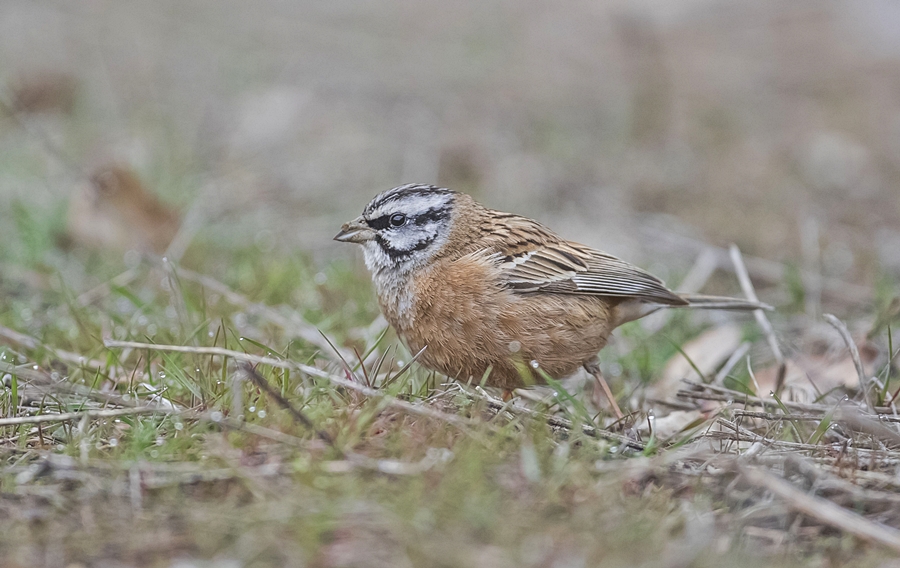Rock Bunting
