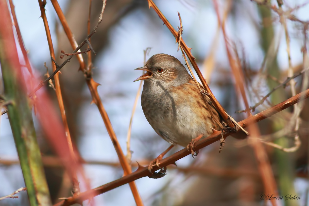 Dunnock