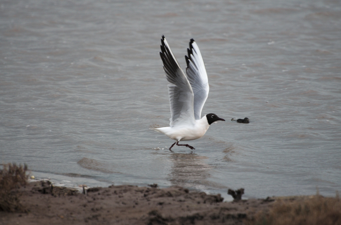 Black-headed Gull