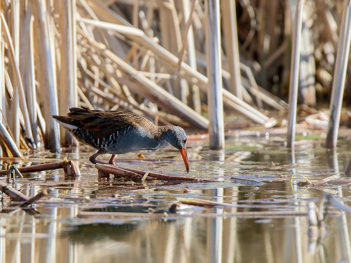 Water Rail