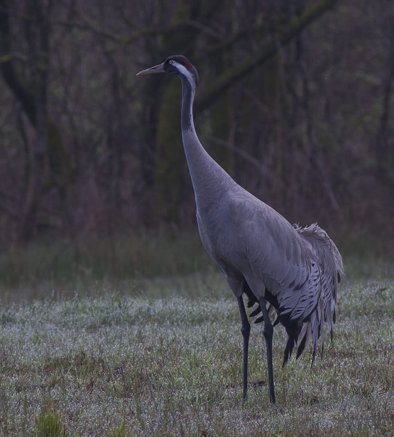 Common Crane