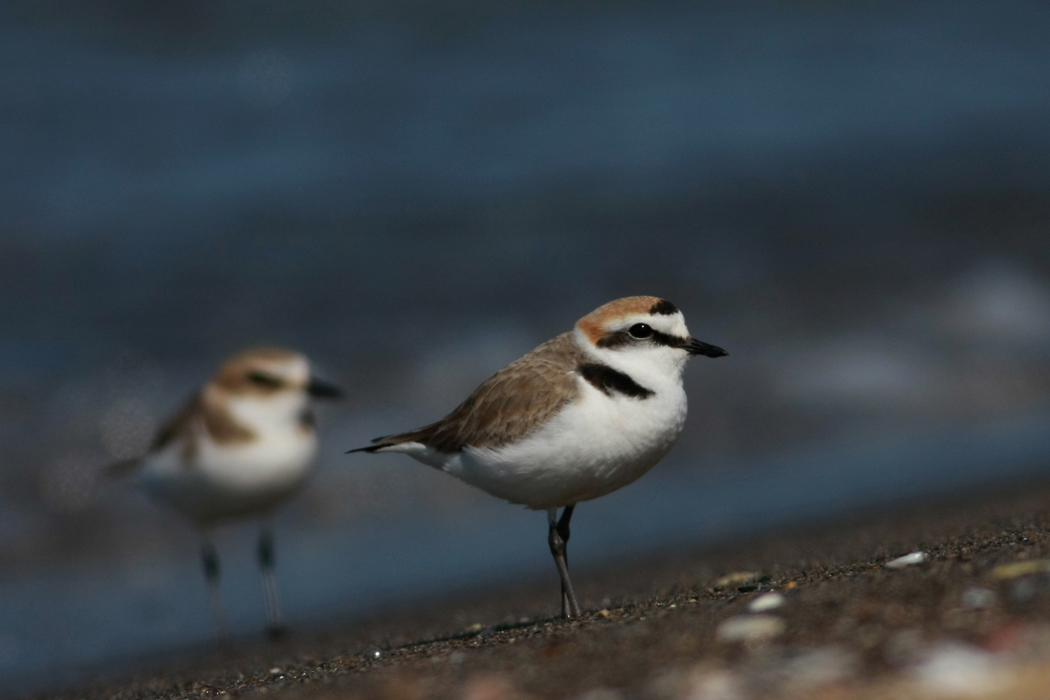 Kentish Plover