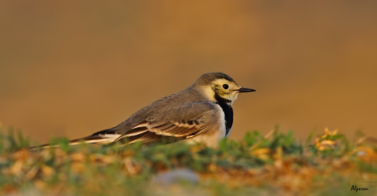 White Wagtail