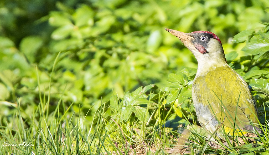 European Green Woodpecker