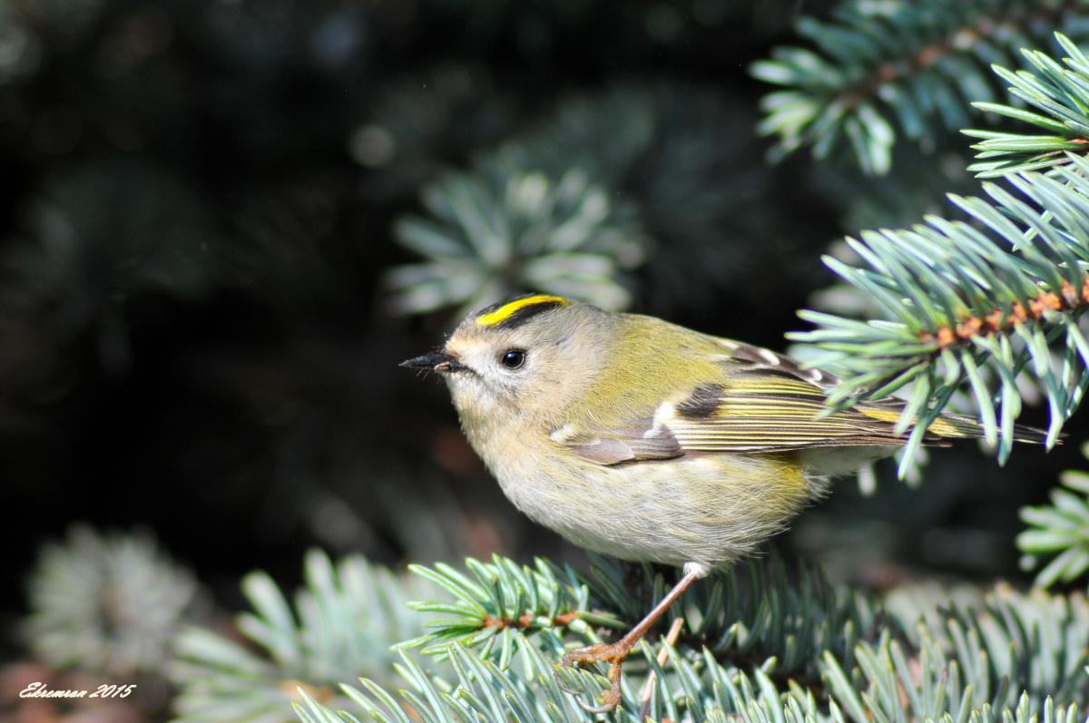 Goldcrest