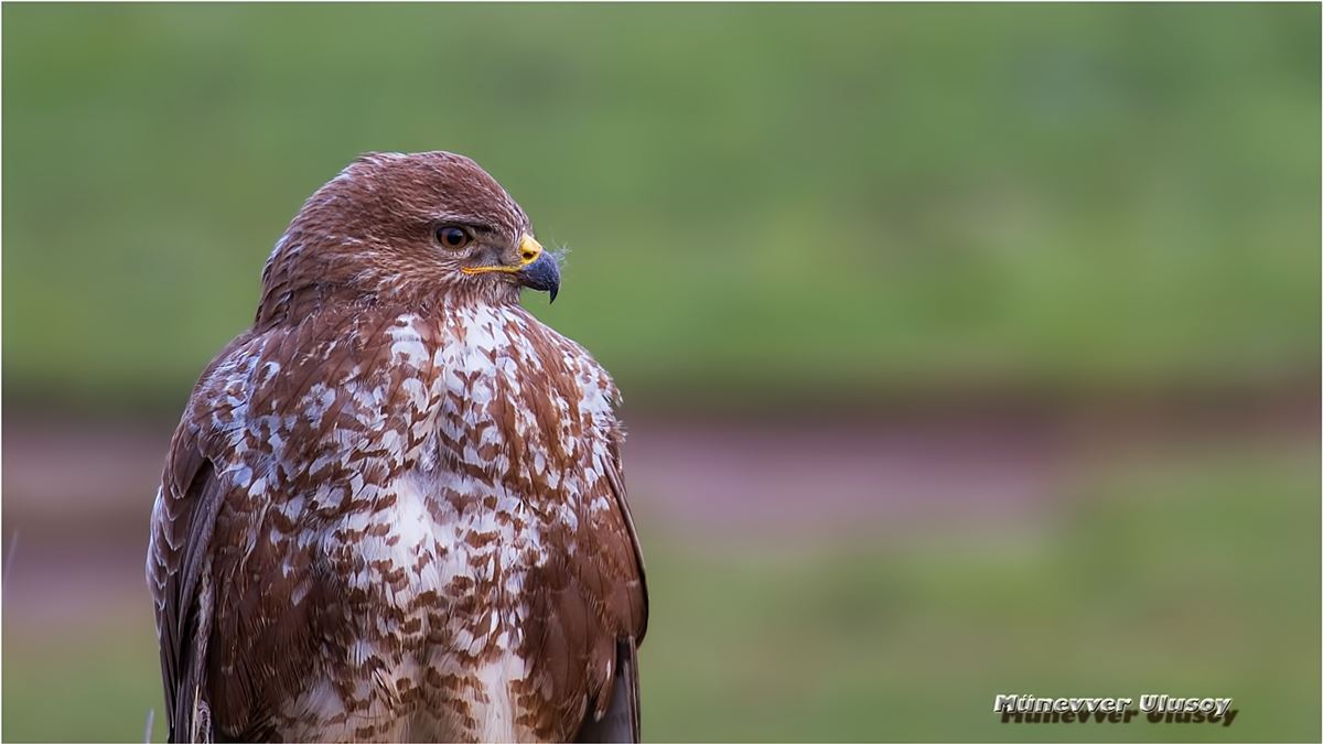Common Buzzard