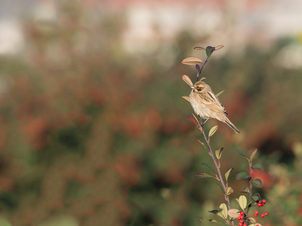 Common Reed Bunting