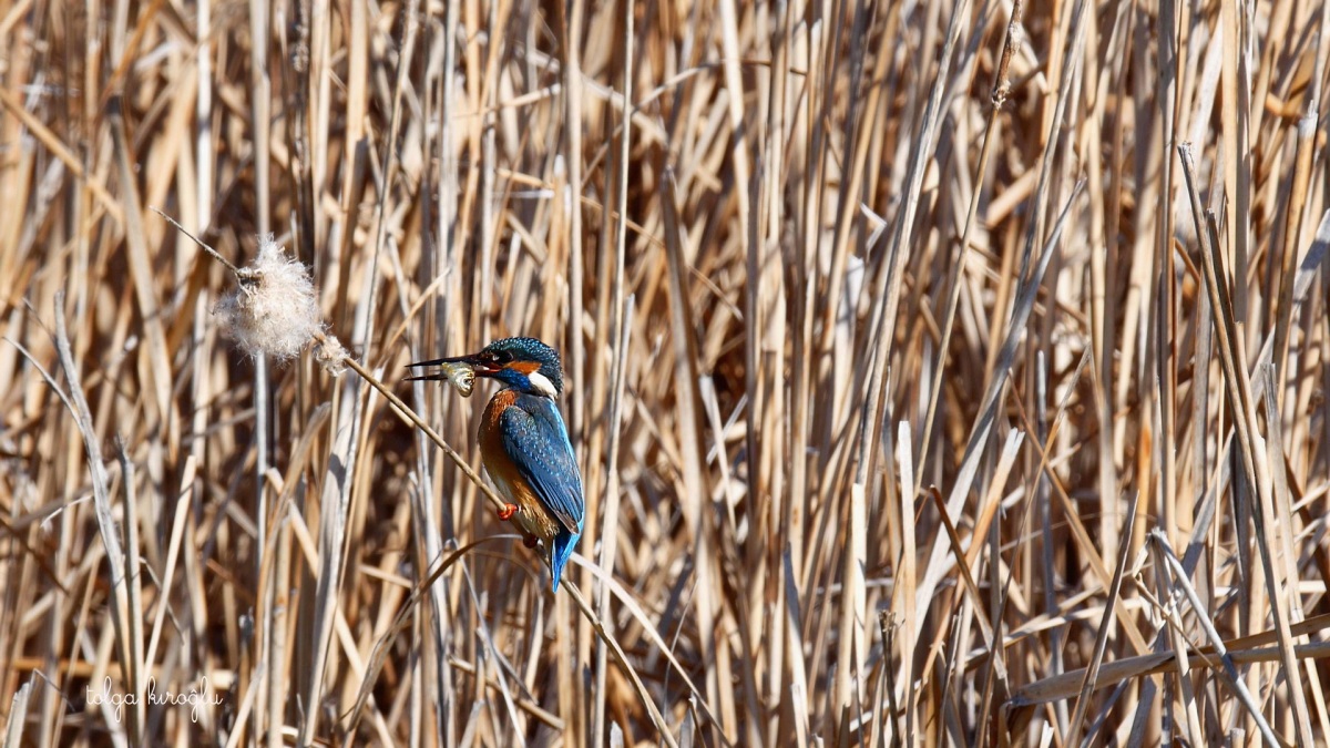 Common Kingfisher