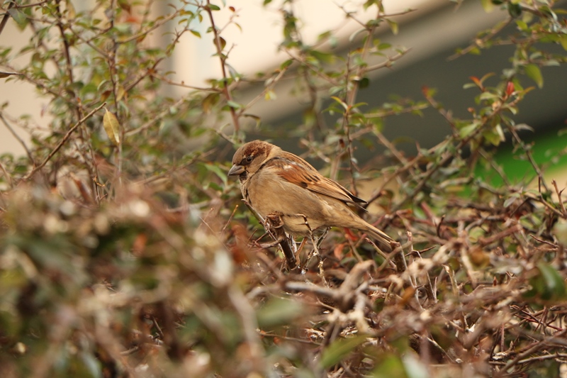 House Sparrow
