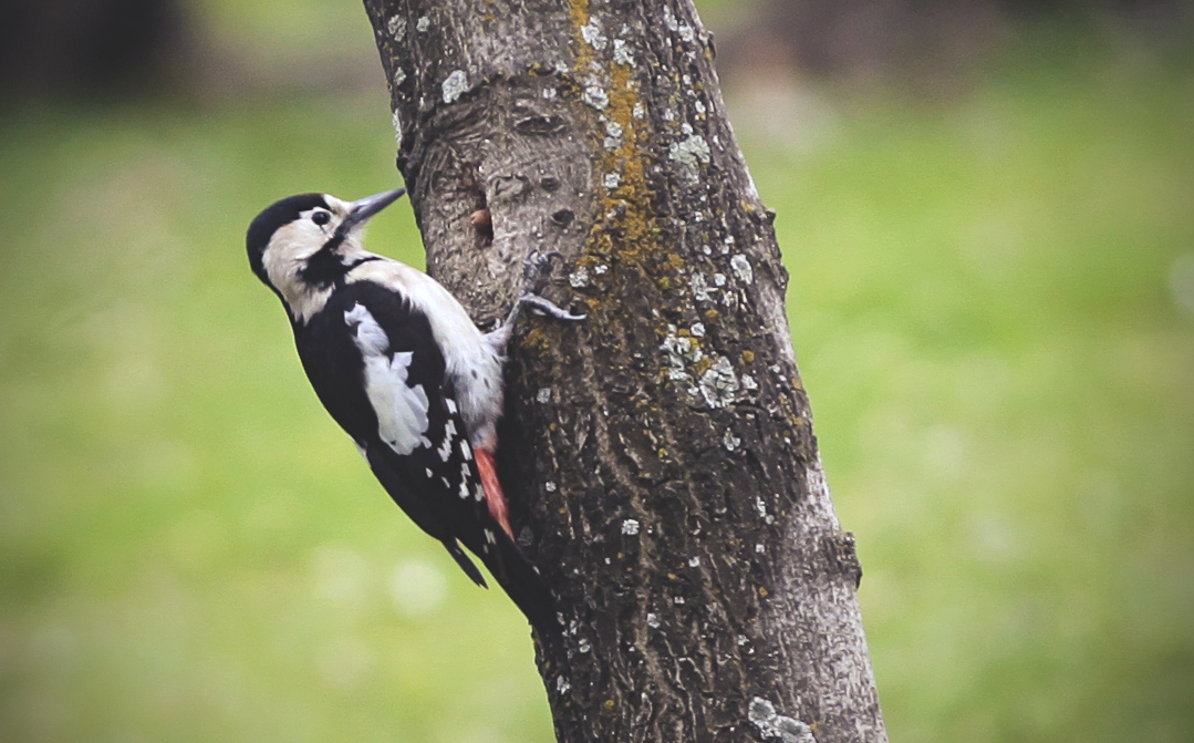 Syrian Woodpecker