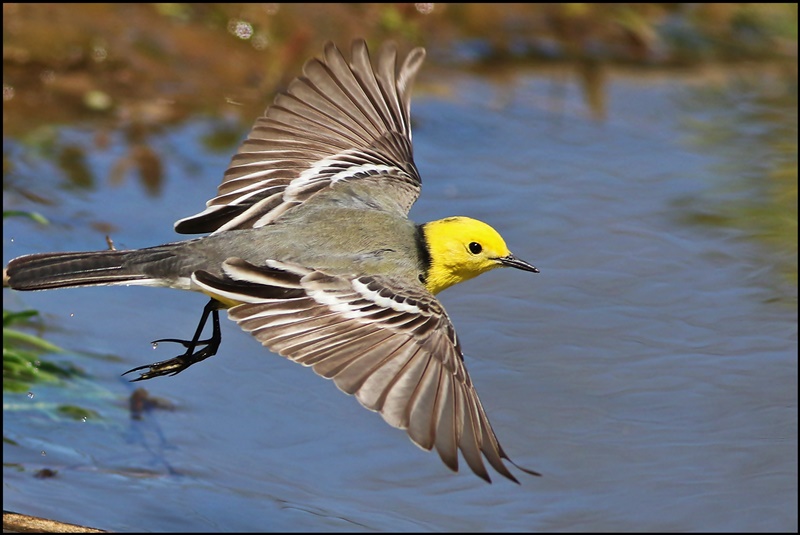 Citrine Wagtail
