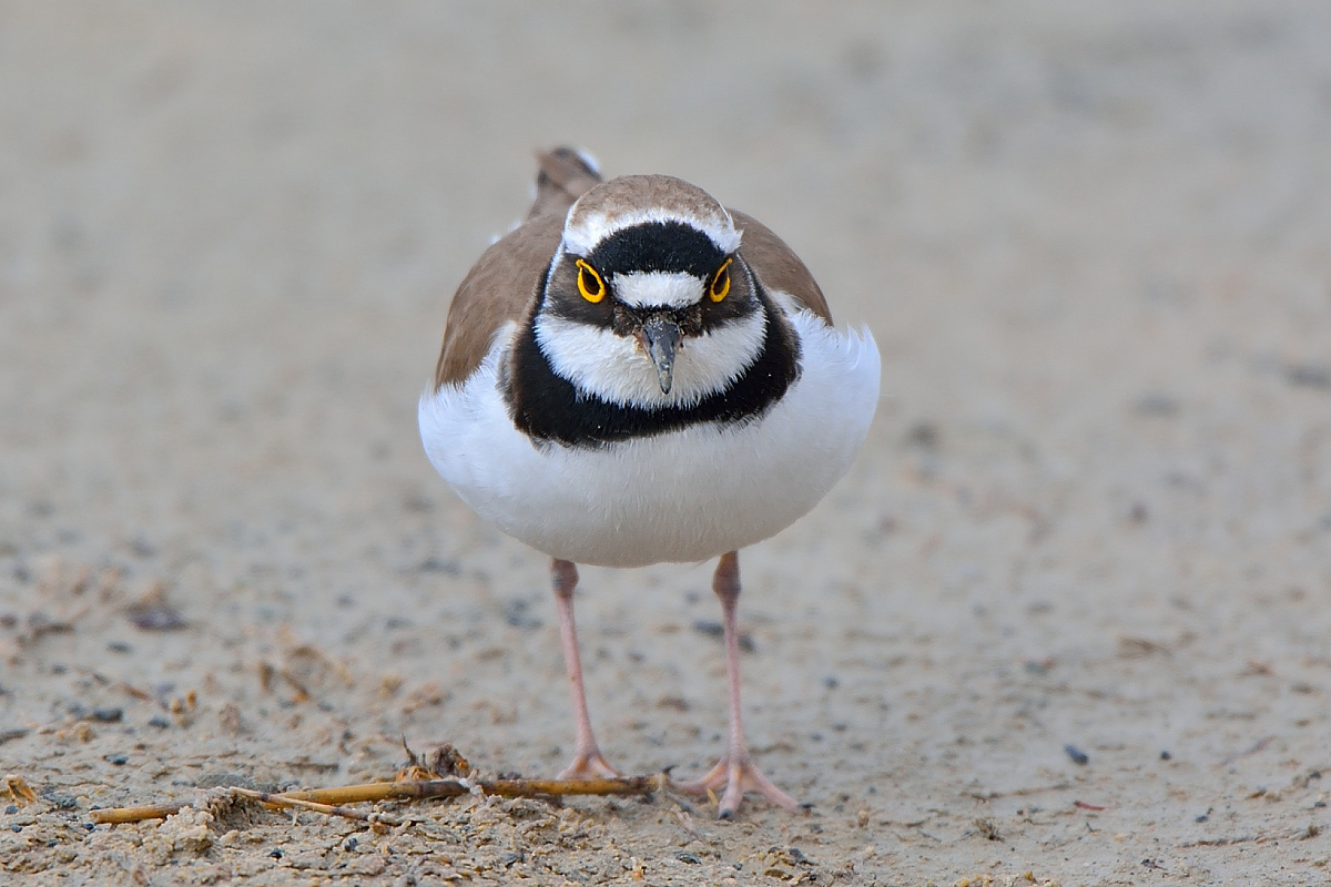 Little Ringed Plover