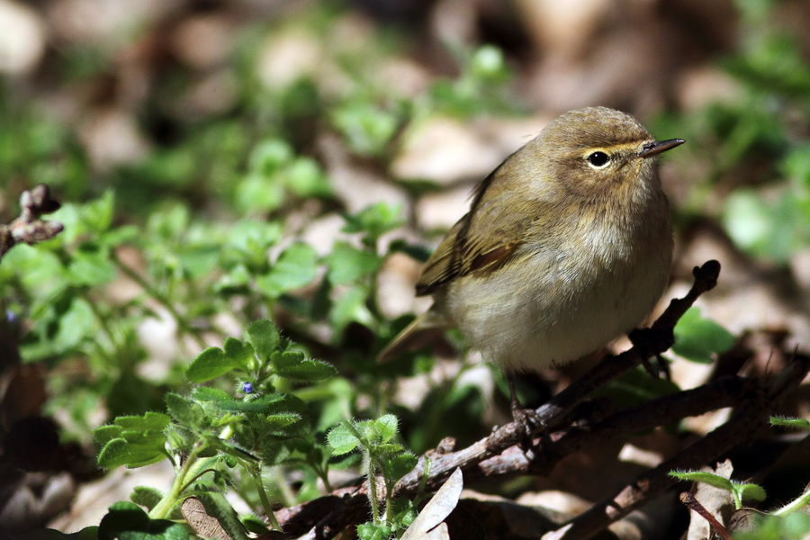Common Chiffchaff