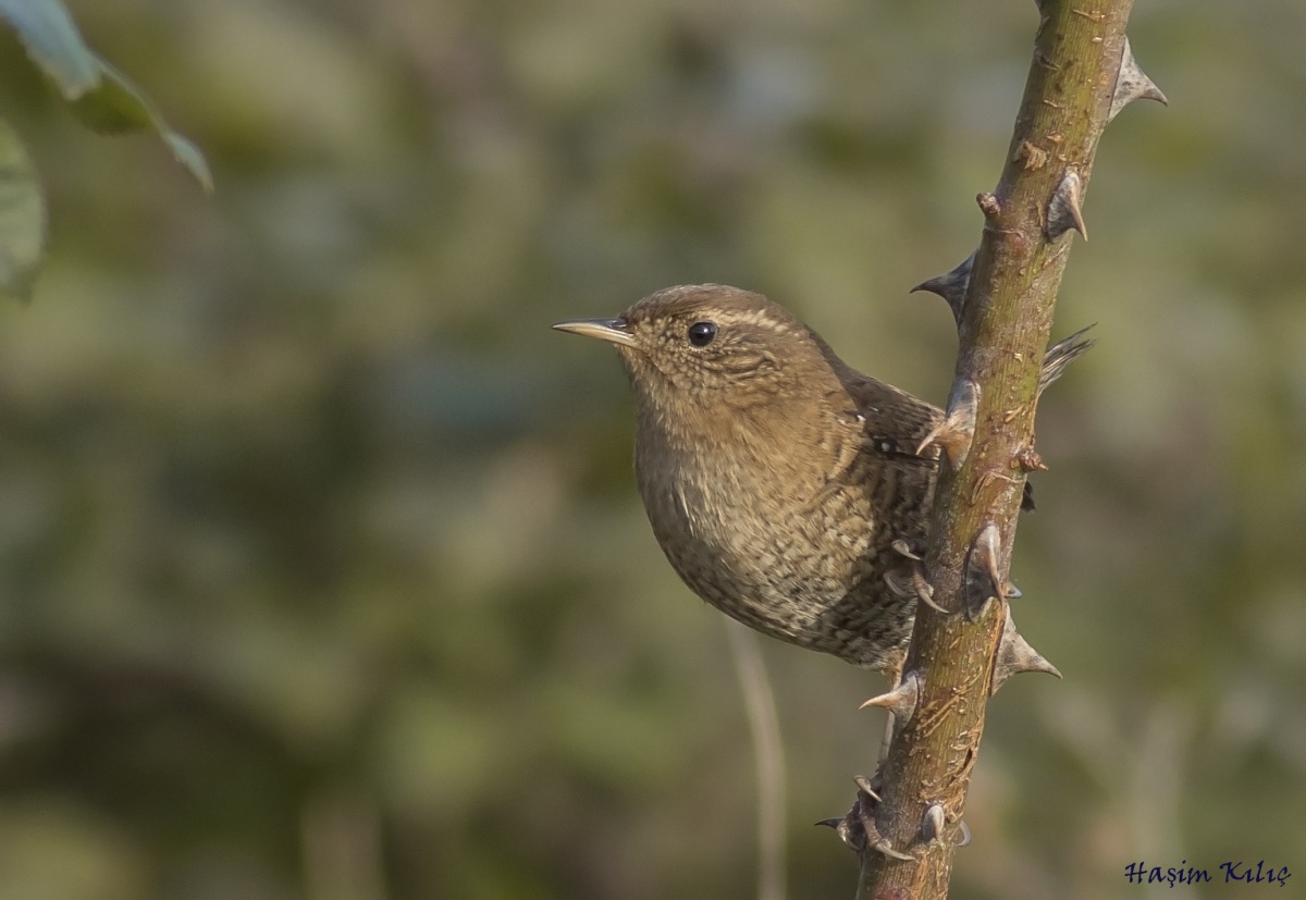 Eurasian Wren