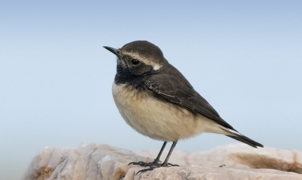 Cyprus Wheatear