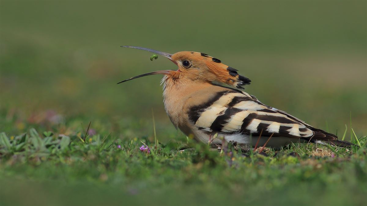 Common Hoopoe