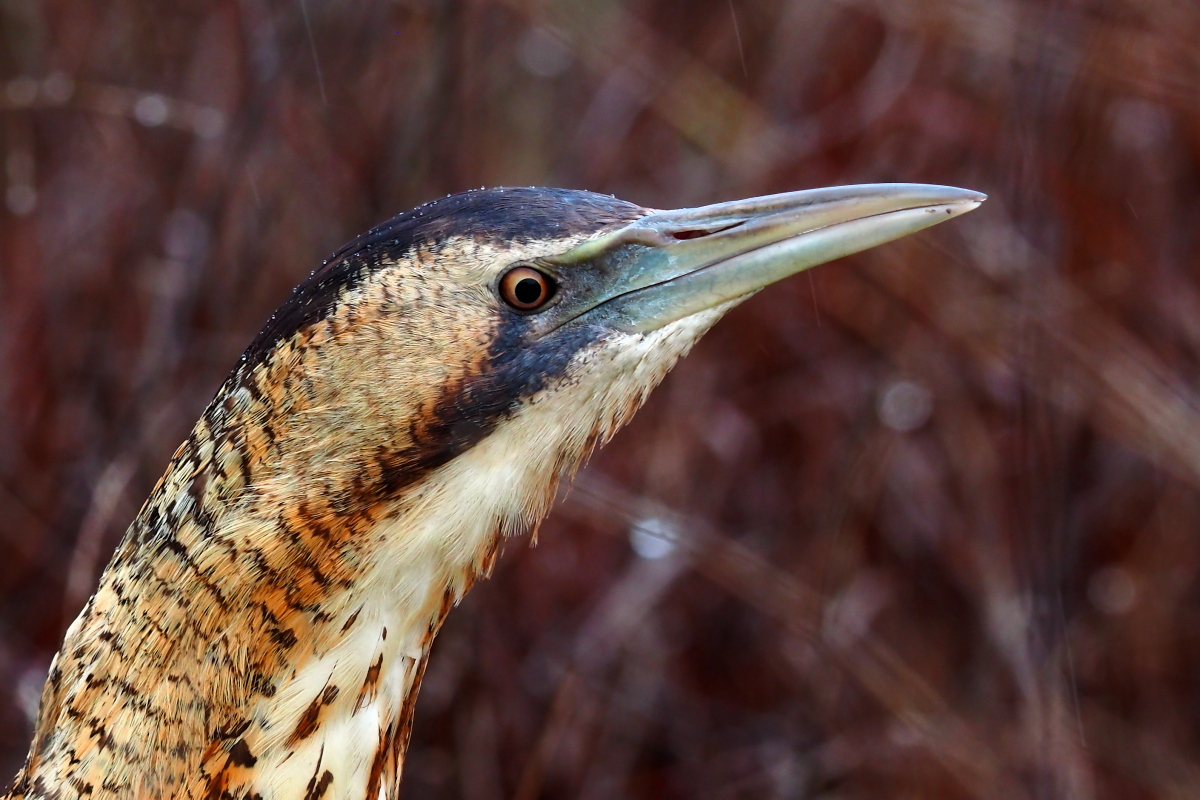 Eurasian Bittern