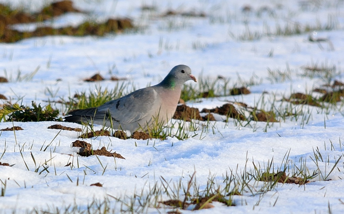Stock Dove