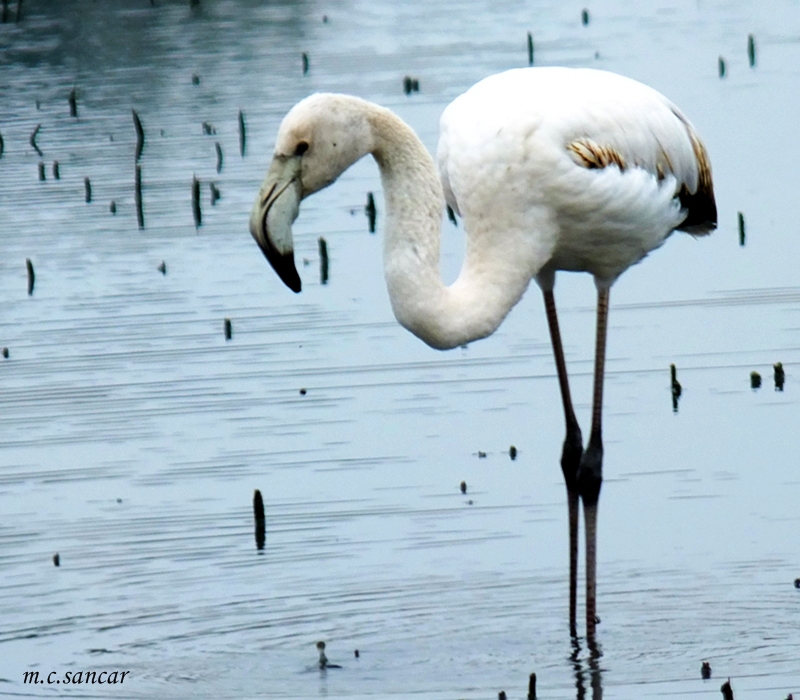 Greater Flamingo