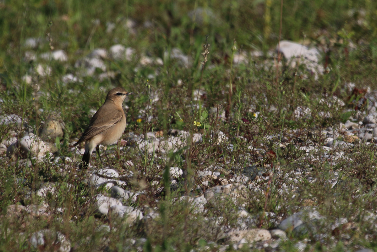 Isabelline Wheatear