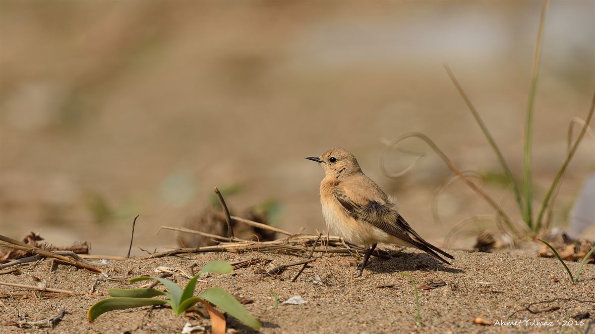 Desert Wheatear