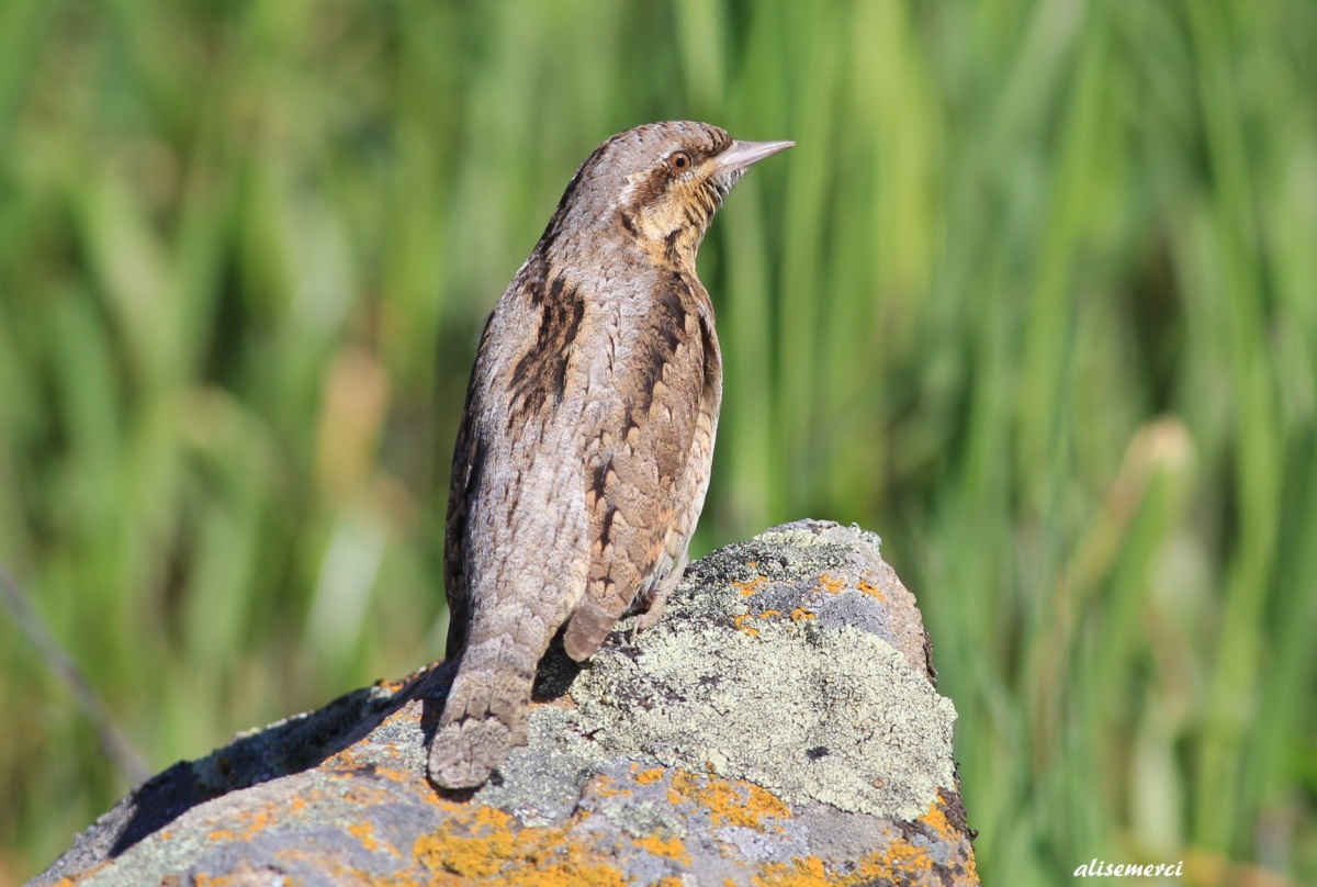 Eurasian Wryneck