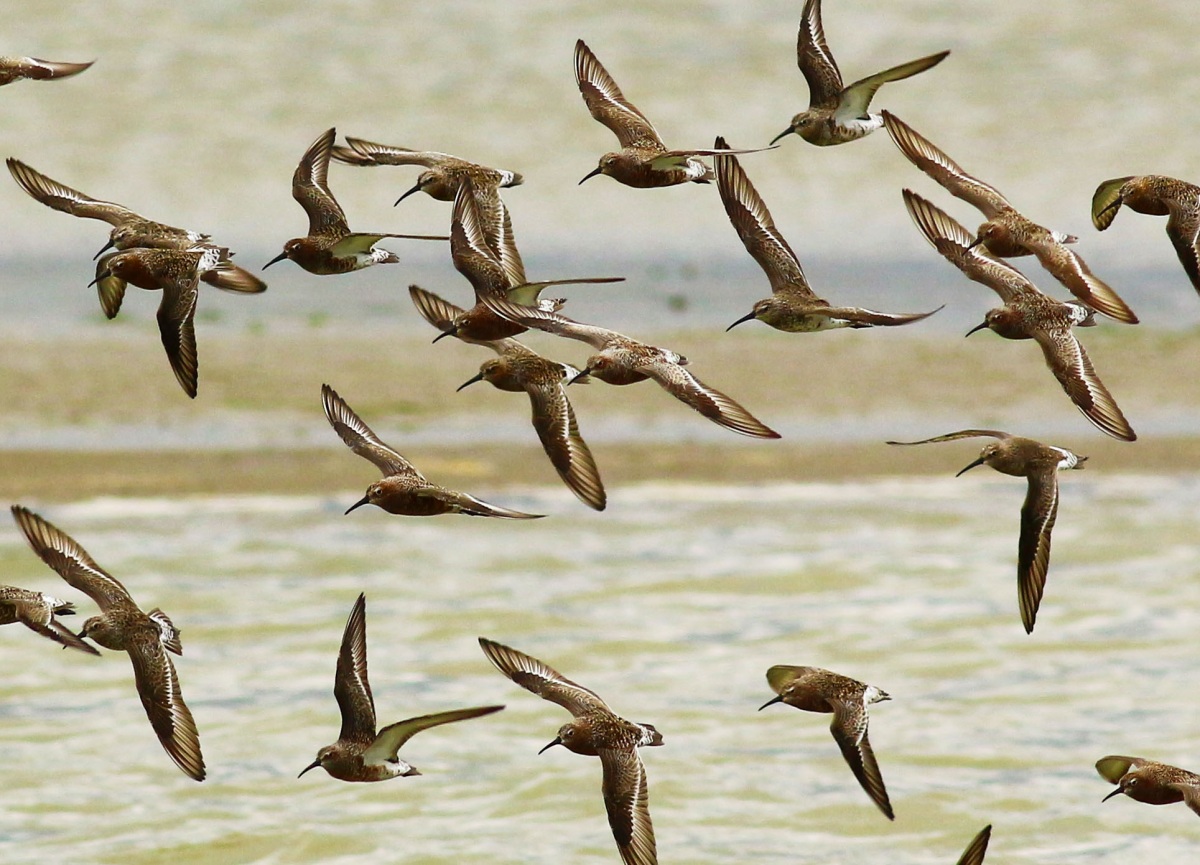 Curlew Sandpiper