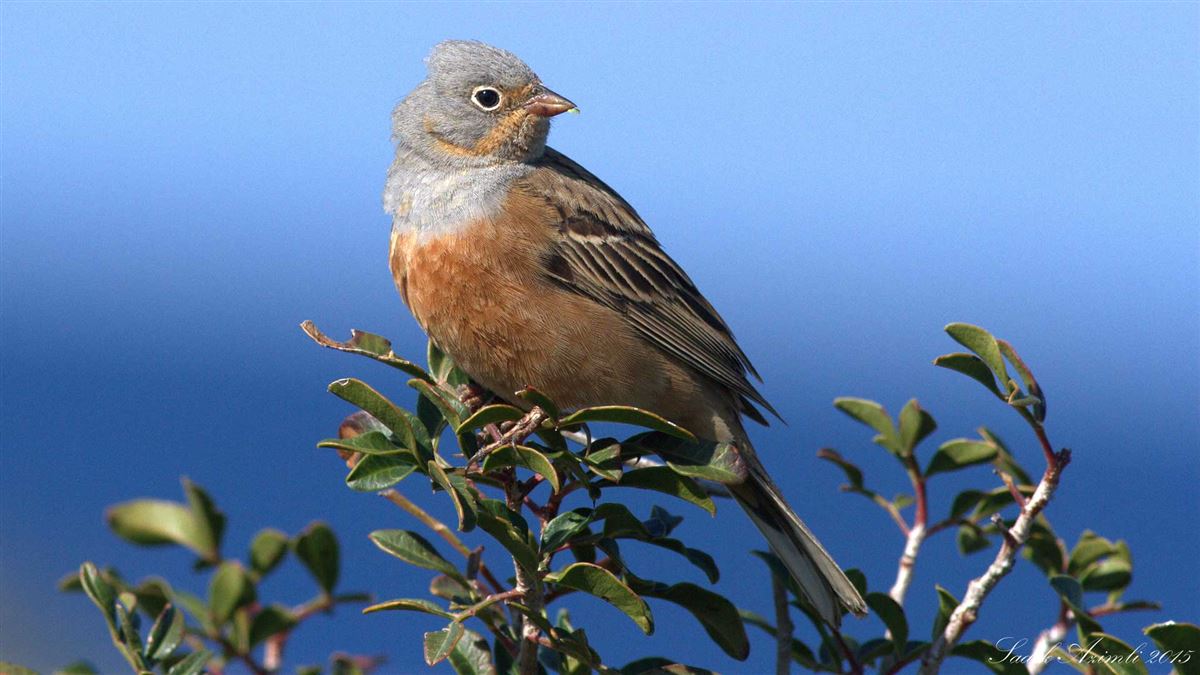 Cretzschmar`s Bunting
