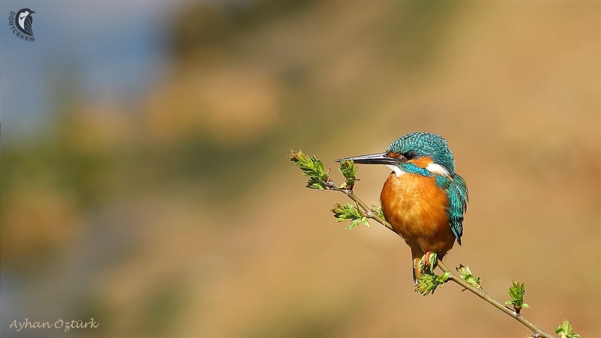 Common Kingfisher
