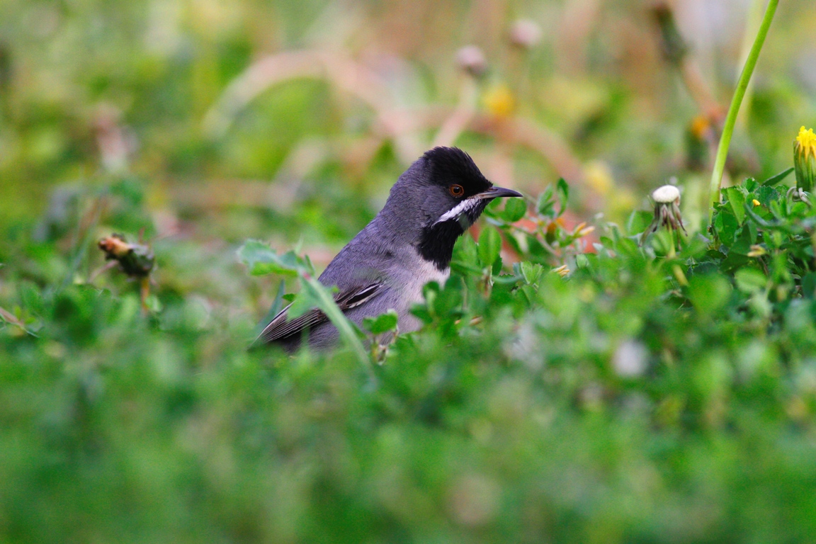 Rüppell`s Warbler