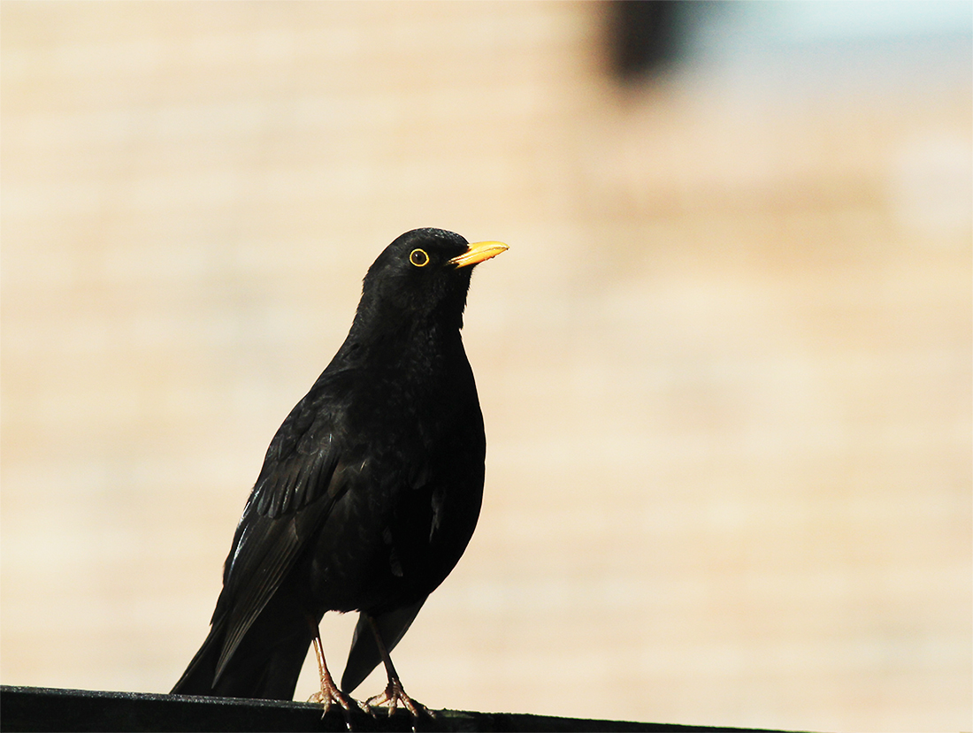 Common Blackbird