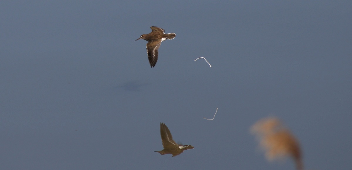 Common Sandpiper