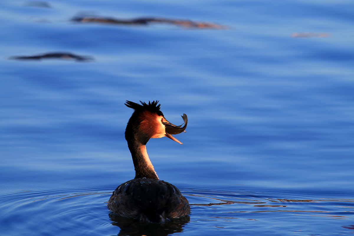 Great Crested Grebe