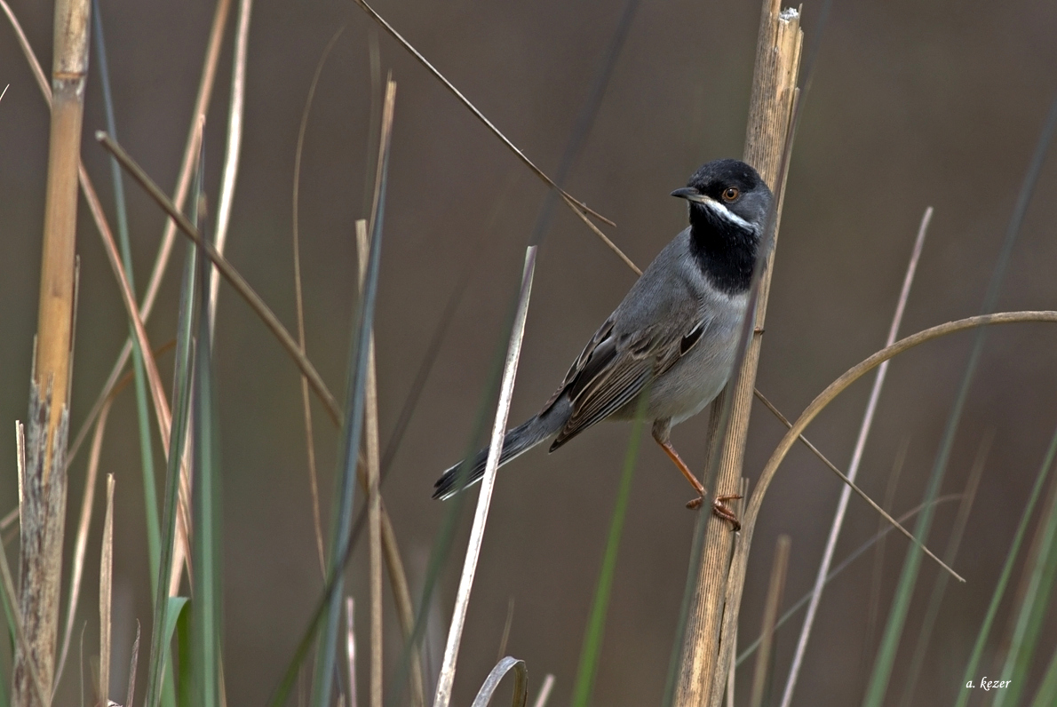 Rüppell`s Warbler