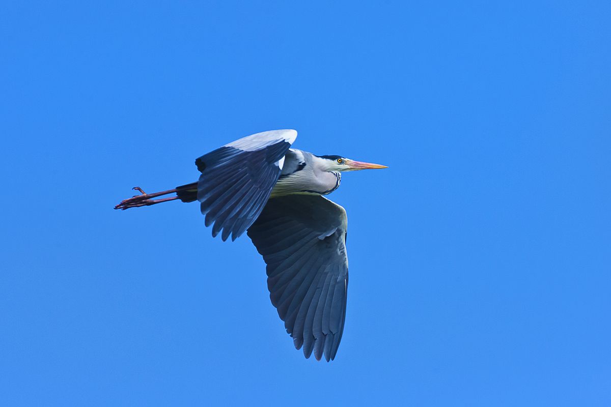 Grey Heron