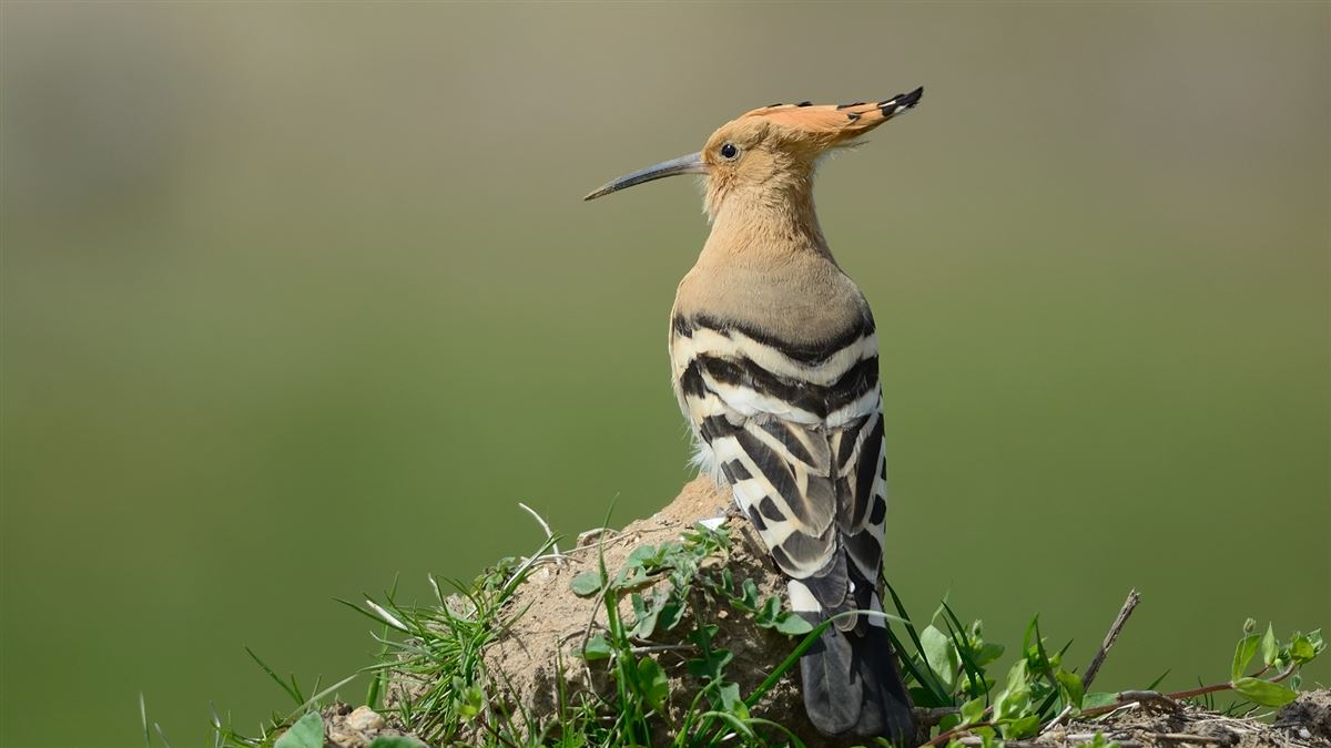 Common Hoopoe