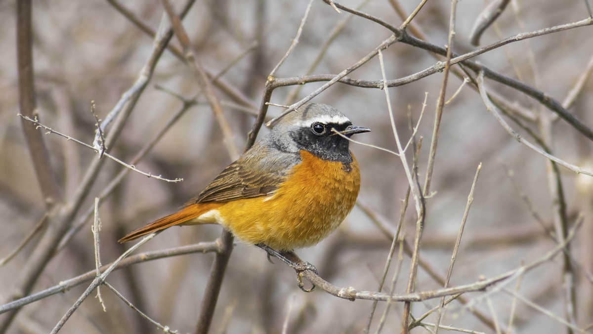 Common Redstart