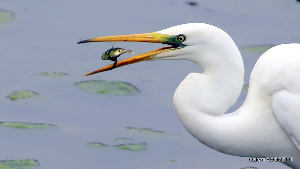Great Egret