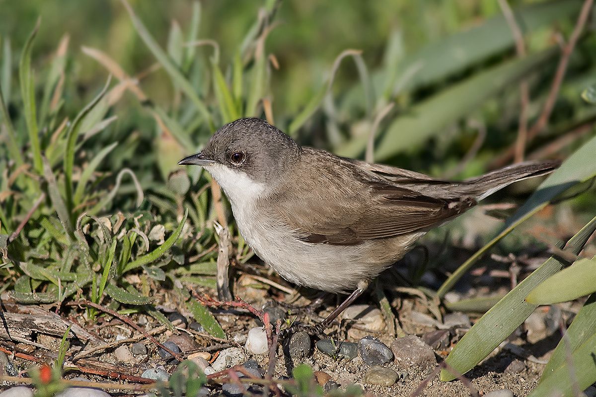 Lesser Whitethroat