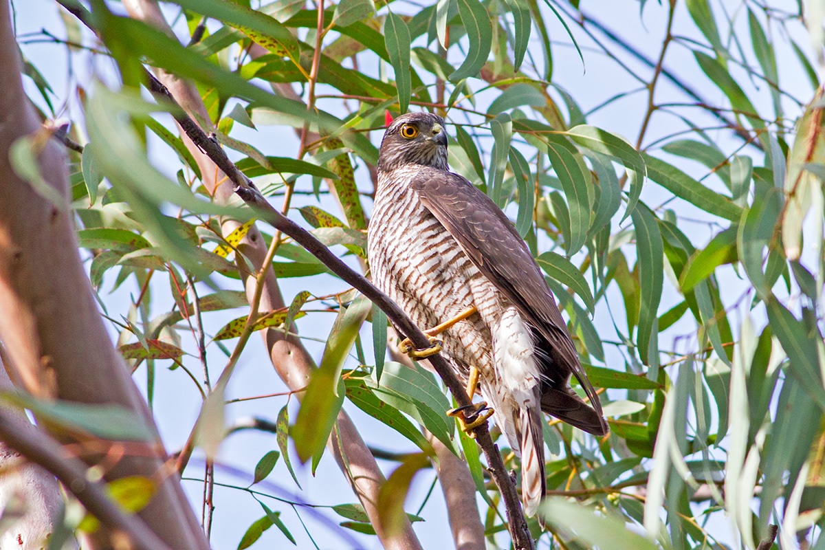 Eurasian Sparrowhawk