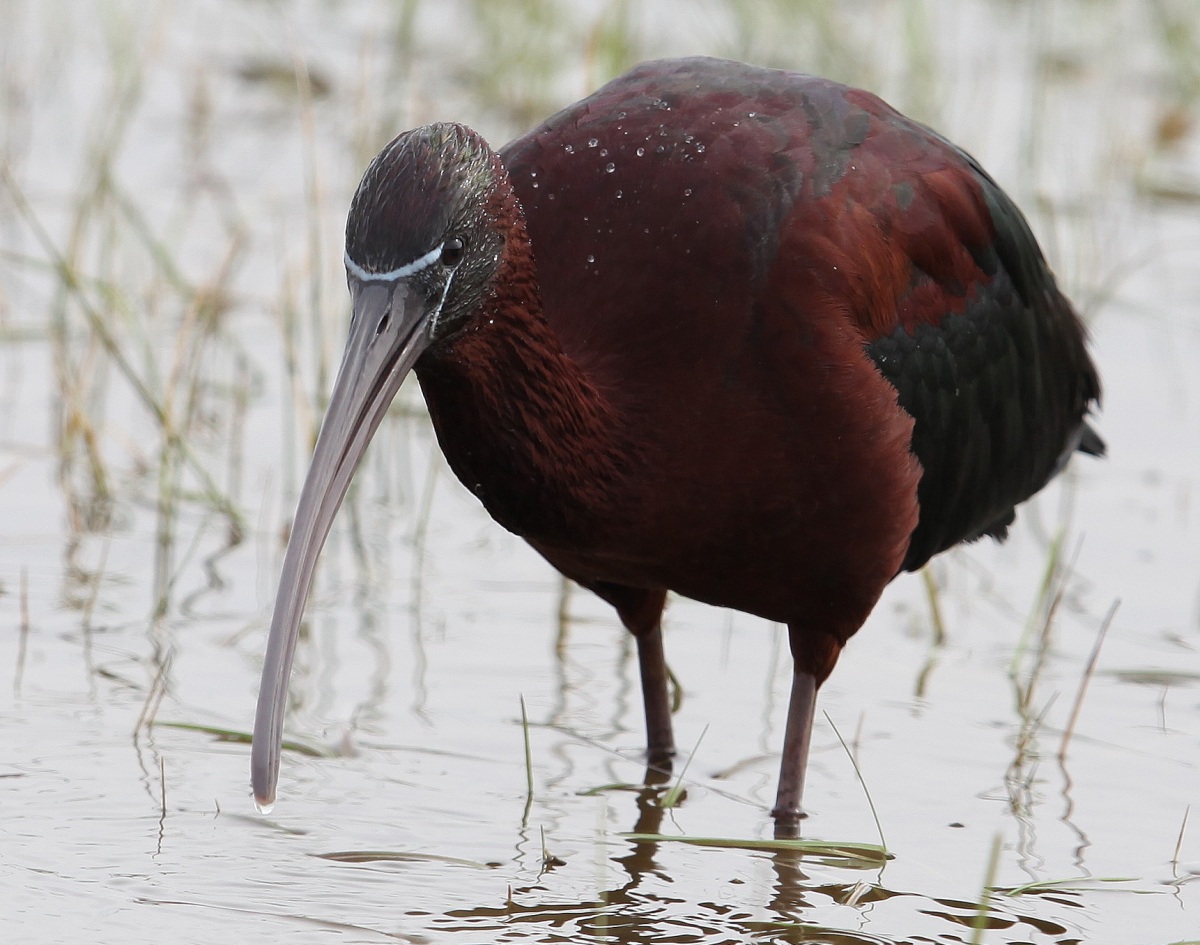 Glossy Ibis