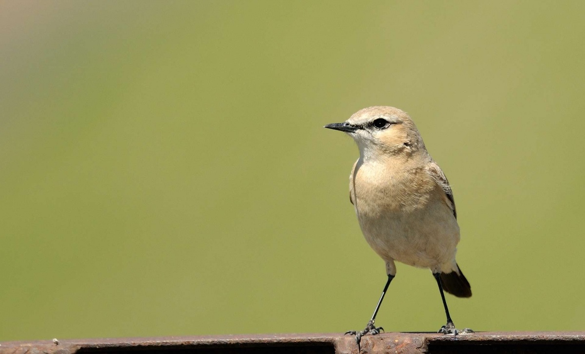Isabelline Wheatear
