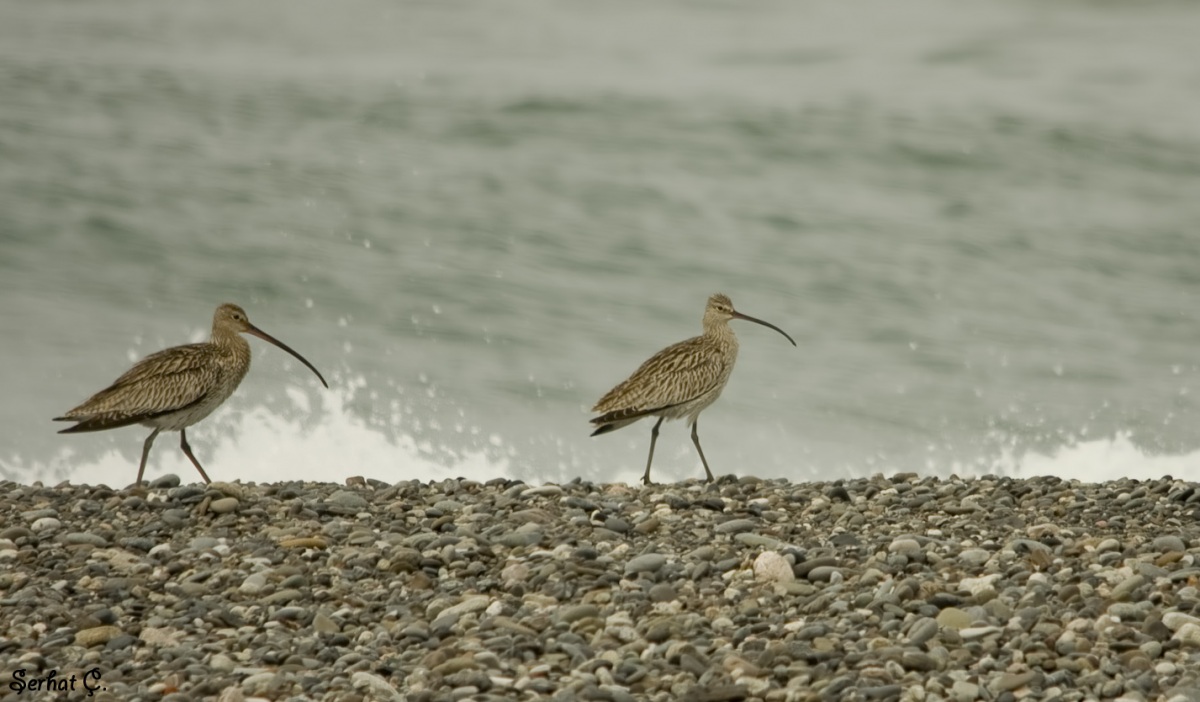 Eurasian Curlew