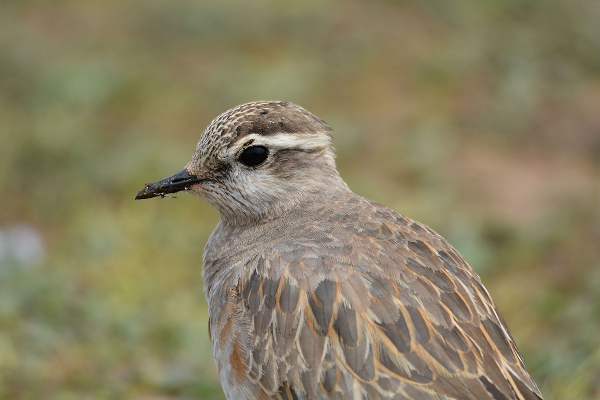 Eurasian Dotterel