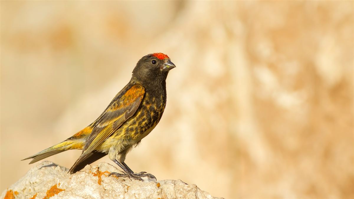 Red-fronted Serin