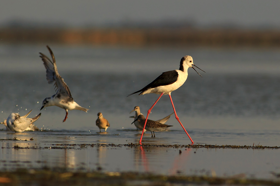 Black-winged Stilt