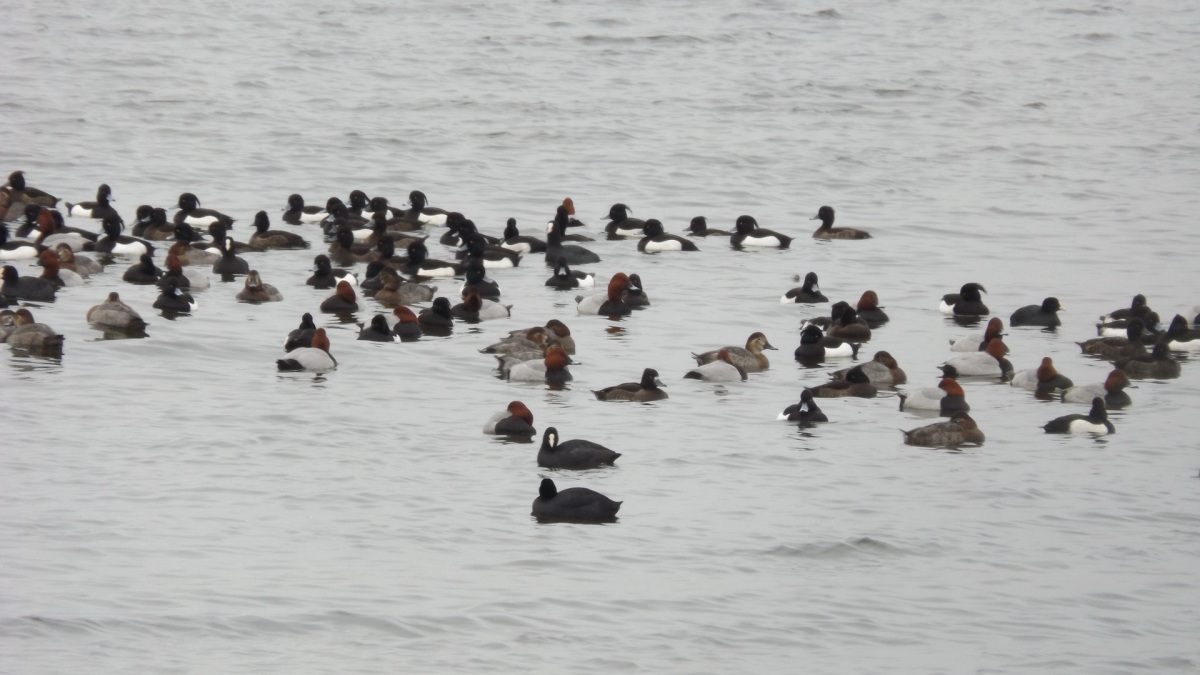 Tufted Duck