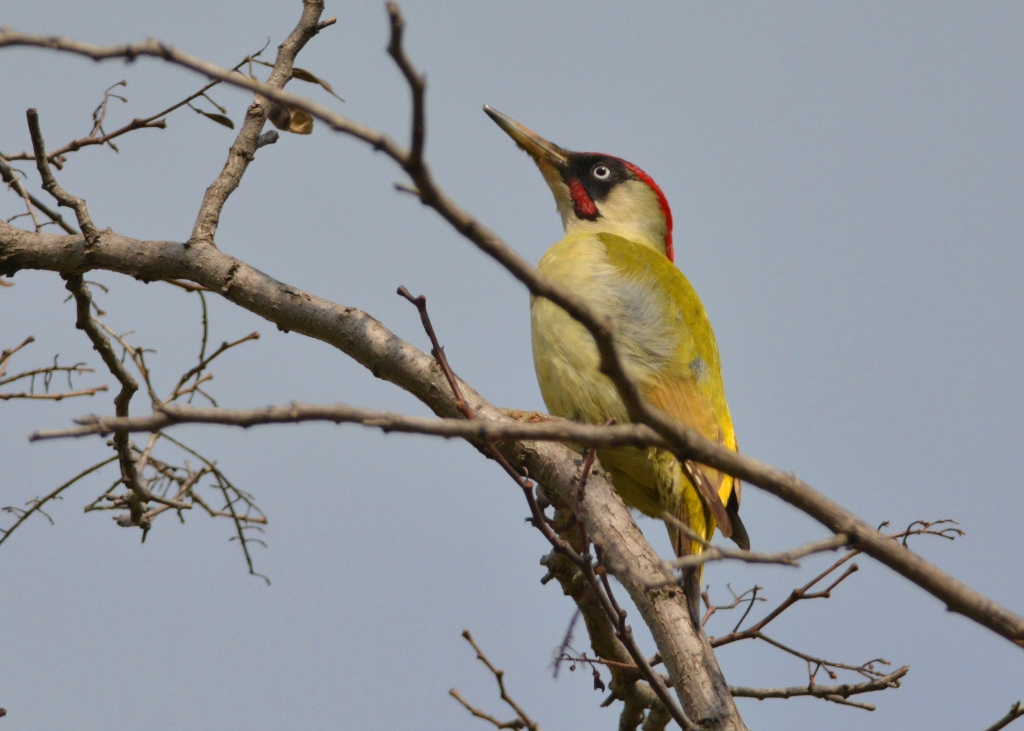 European Green Woodpecker
