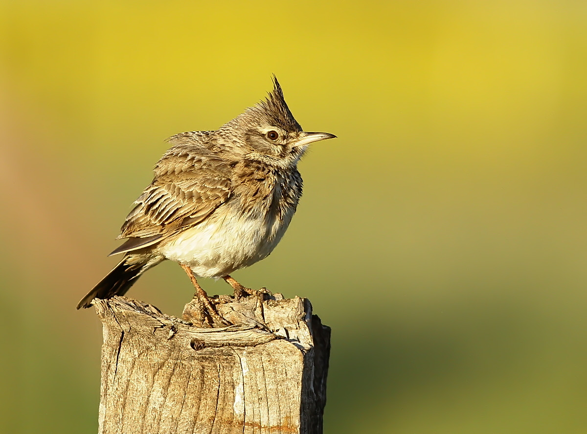 Crested Lark