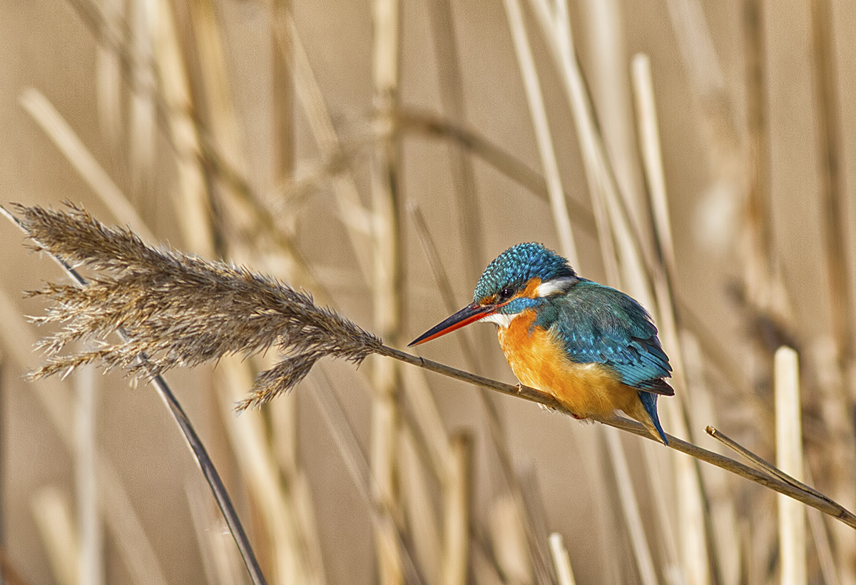 Common Kingfisher